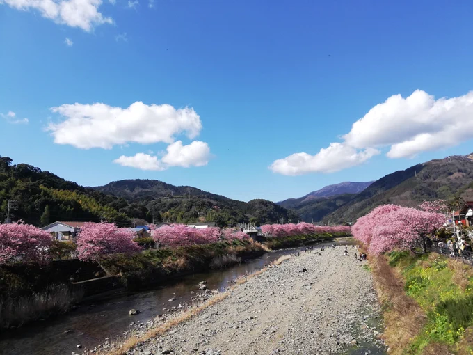 河津桜が満開じゃあ! 