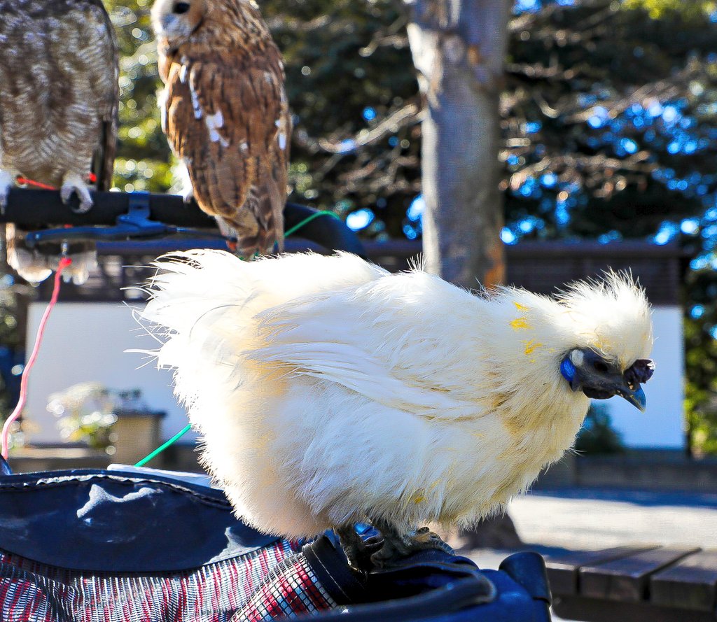 うこっけいも3匹連れてました
めずらしい方に会えて得した気分でした🕊️
かわいかったなぁ

#おさんぽカメラ #さきっちょカメラ #ファインダー越しの私の世界 #キリトリセカイ