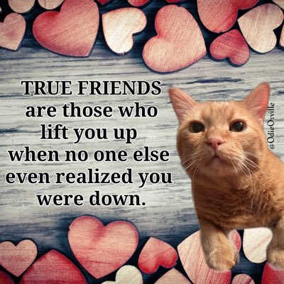 AngelCatThomas2's tweet photo. #NewProfilePic https://t.co/oxudak4KMb