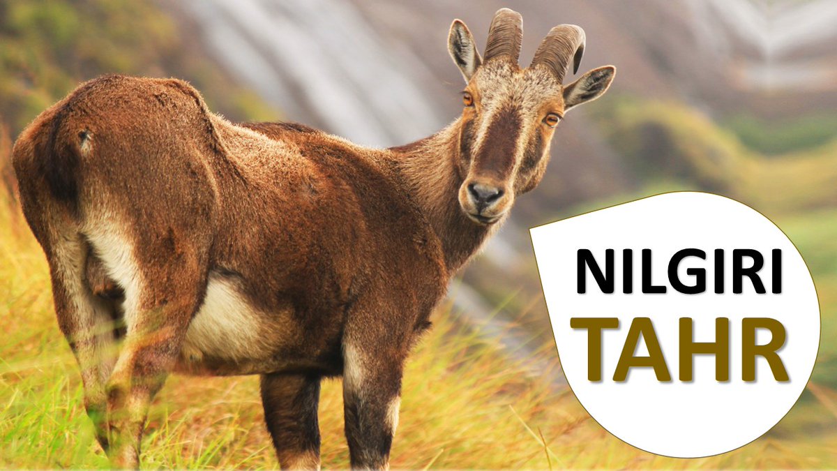 All about Nilgiri Tahr #NilgiriTahr #CliffGoat #NilgiriIbex youtube.com/watch?v=y_59iy…