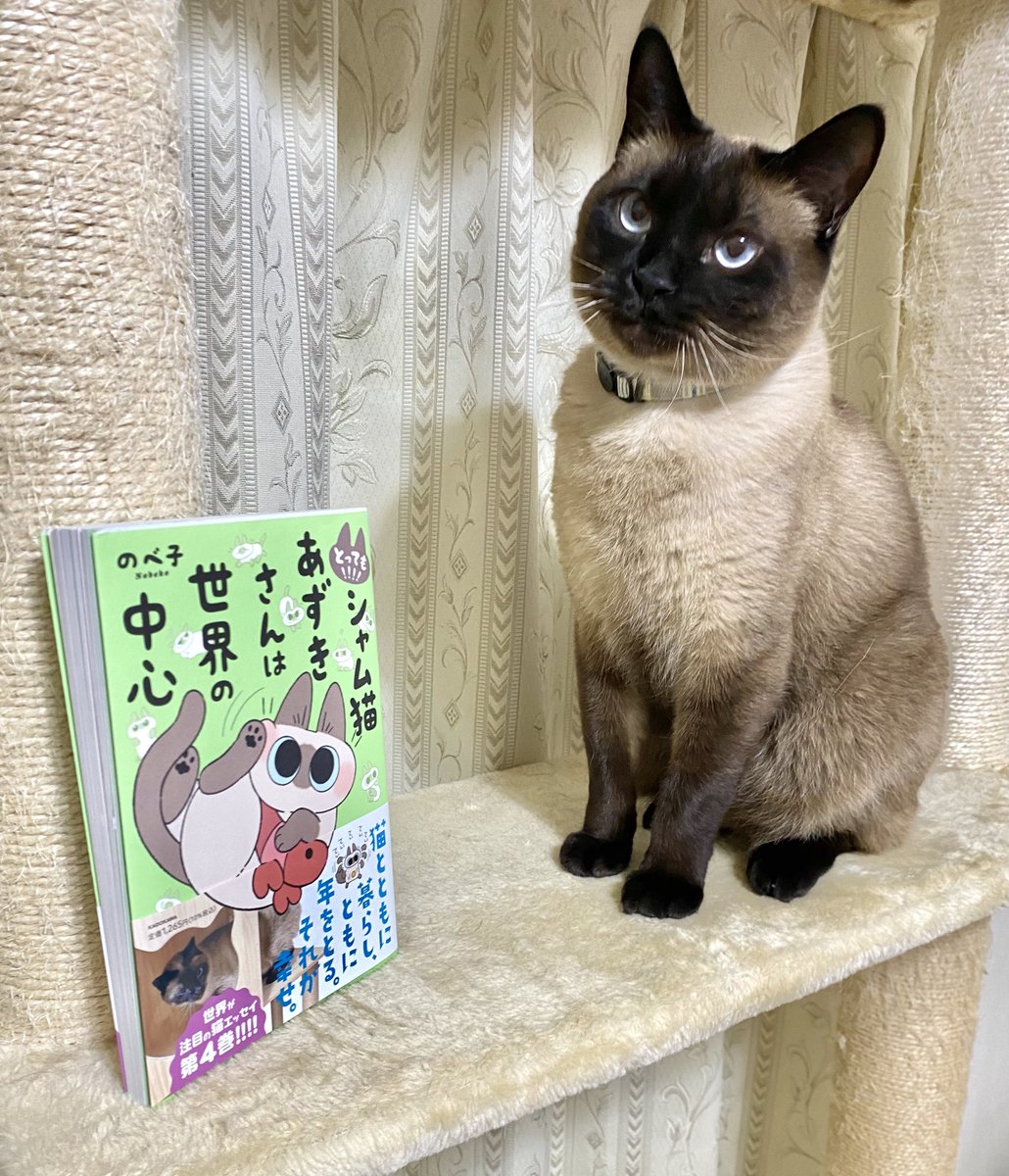 こ、これは！！
とっても！！！！シャム猫あずきさんは世界の中心（@yamanobejin ）
最新刊が出て早速飼い主がゲットしちゃってる😎👍✨