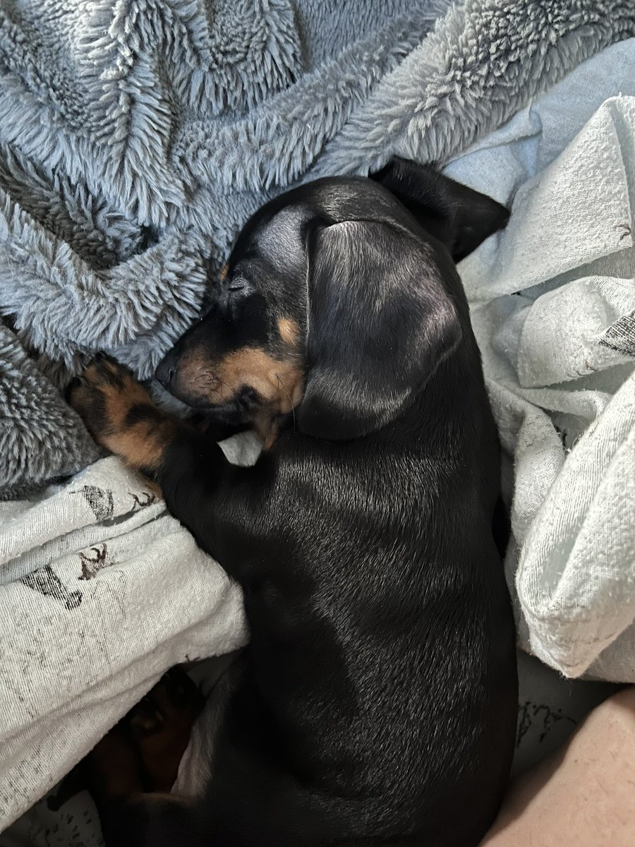 ArchieArchibal6's tweet photo. Sunday morning Hugo https://t.co/hdDAPSnVqF