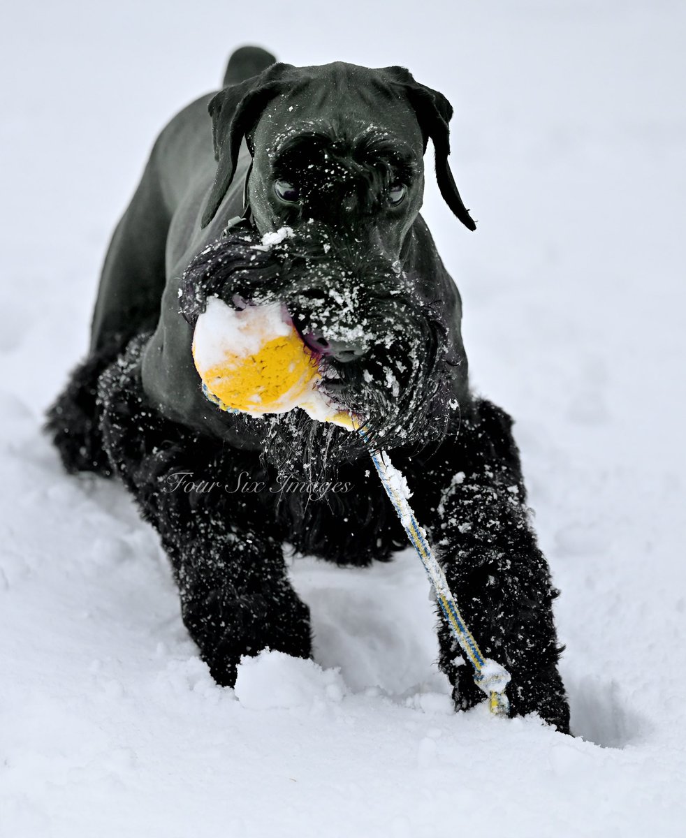 Hopps (@bradhopper14) on Twitter photo “Fun in the snow”
Giant Schnauzer Agatha near Roslin, Ont. #giantschnauzer
#ShareYourWeather #ontariostorm #amateurphotography <a href="/KMacTWN/">Kim MacDonald 🌻</a> <a href="/MurphTWN/">Chris Murphy TWN</a> <a href="/cstclair1/">Chris St.Clair</a> <a href="/BAY_OF_QUINTE/">Bay of Quinte Region</a> <a href="/StormWeatherDog/">StormtheWeatherDog</a> <a href="/AnthonyFarnell/">Anthony Farnell</a> “Fun in the snow”
Giant Schnauzer Agatha near Roslin, Ont. #giantschnauzer
#ShareYourWeather #ontariostorm #amateurphotography <a href="/KMacTWN/">Kim MacDonald 🌻</a> <a href="/MurphTWN/">Chris Murphy TWN</a> <a href="/cstclair1/">Chris St.Clair</a> <a href="/BAY_OF_QUINTE/">Bay of Quinte Region</a> <a href="/StormWeatherDog/">StormtheWeatherDog</a> <a href="/AnthonyFarnell/">Anthony Farnell</a>