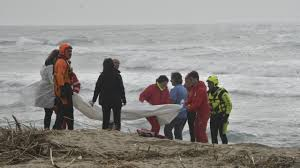 BlobRai3's tweet photo. "SENZA FINE"
Naufragio al largo di Crotone:decine di migranti morti e cadaveri in mare. Circa 70 le persone ancora disperse. Il sindaco di Cutro:"tra le vittime anche donne e bambini. È qualcosa che non si vorrebbe mai vedere". Molti superstiti hanno raggiunto la costa da soli. https://t.co/WSuEXenkNo