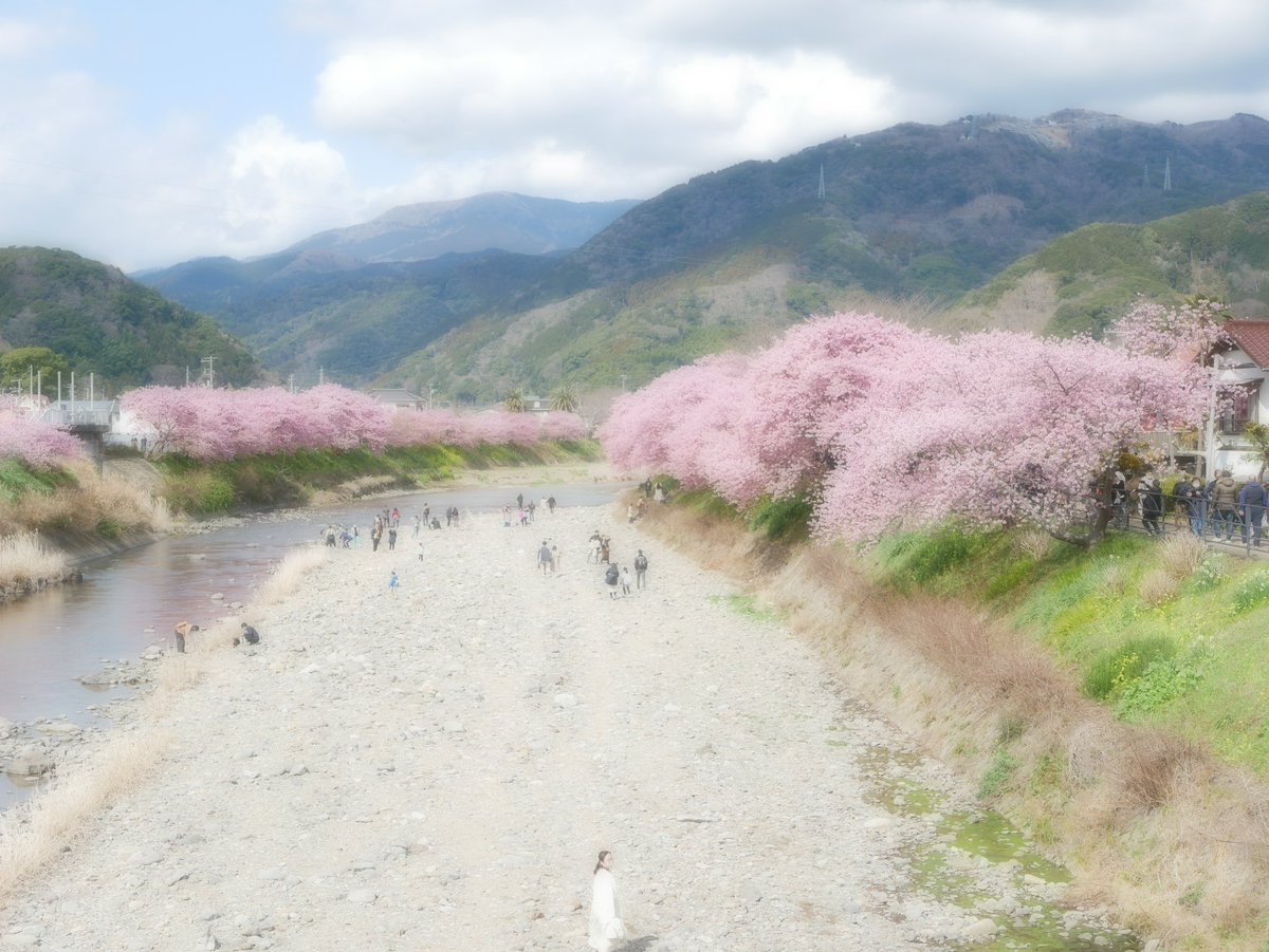 SAPHIR85983648's tweet photo. もうすぐ春ですね
#河津桜 #カワヅサクラ
#kawazuzakua
#cherryblossom
#菜の花
#なのはな
#turniprape
#静岡
#伊豆
#伊豆半島
#河津町
#カメラ好きな人と繫がりたい
#写真好きな人と繋がりたい
#ビギナー
#ファインダー越しの私の世界
#photo
#photography
#キリトリセカイ
#今日の一コマ https://t.co/eHJcgf6nQO