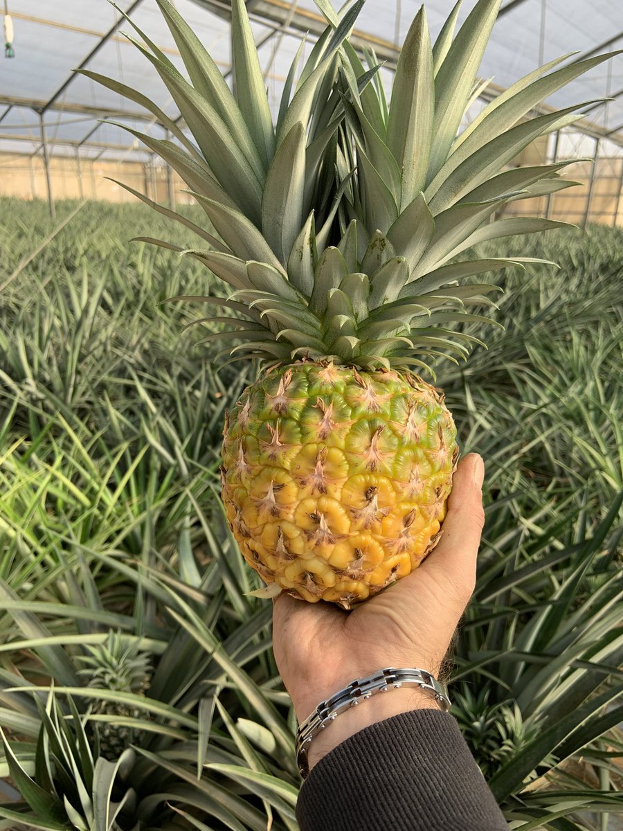 Ori Business tweet media