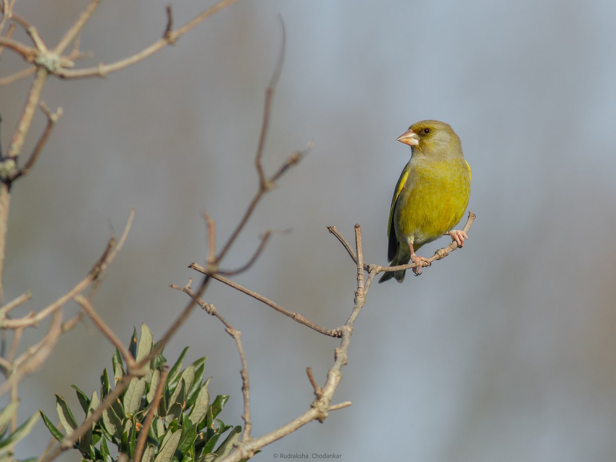 rudraksh9's tweet photo. 5 Greenfinches, 2 Nuthatch, 2 Goldcrests & 3 Firecrests on the patch today, nice to see you @greenroofsuk #greenwichpark #vanburghpits #londonbirds @theroyalparks @WildLondon @Natures_Voice @joe_beale #lowcarbonbirding @ELBF2010 https://t.co/dr2YeMCcCh