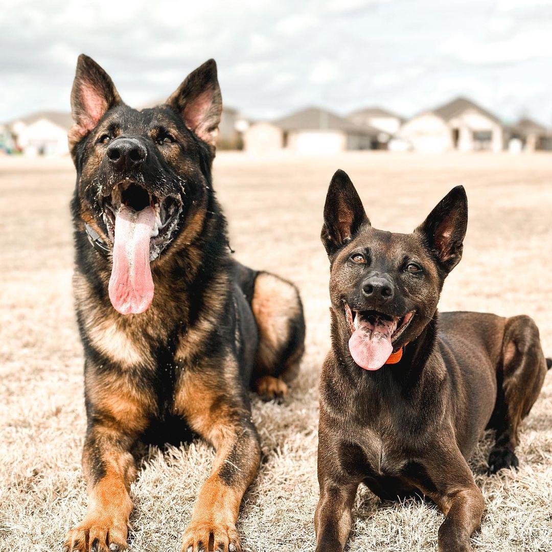 How cute🥰🥰
 #DogsofTwittter #germanshepherd
#dogs #gsd #gsdpuppy