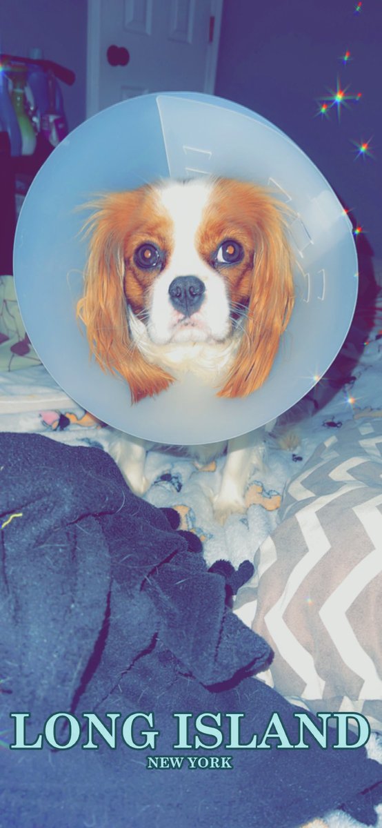 Curly_q0273's tweet photo. #babygirl #recovering #cavalierkingcharles #mommiesbaby #msdollymae #cavworld #babygirl #healingjourney #thisislove #shesmyeverything https://t.co/dzg0mLKYYr