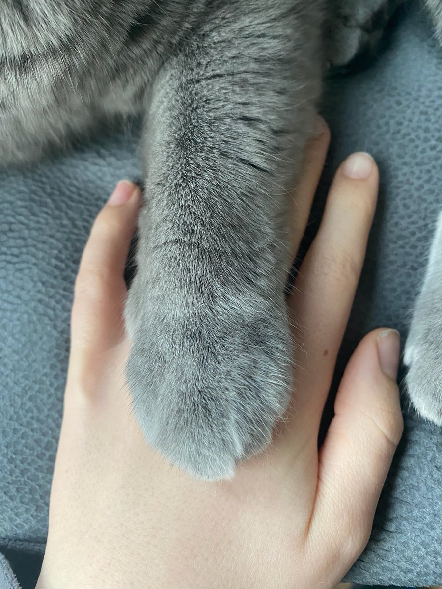 j_a_n_m_a_t_o's tweet image. Seit langer Zeit mal wieder ein Update von Kitty auf janmato: janmato.de/post/kitty-upd… 

#Katze #Cat #Katzengehenimmer