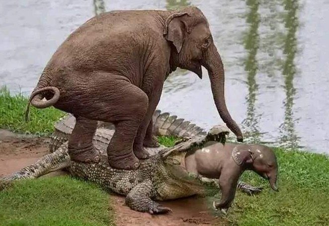 obyobiasogu's tweet photo. Hello @inecnigeria the elephant didn’t pray, she acted! If you swallow the people’s mandate, we will make you vomit it! Abort whatever you are cooking, we are not interested. Be warned!!

#NigerianElections2023 #ElectionResult BVAS North #WaitForINECResult #ObiIswinningEverywhere https://t.co/jcvuKwrZ1g