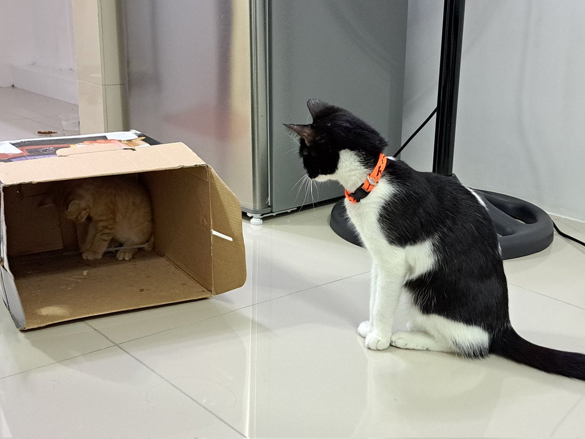 1210Zee's tweet photo. Piggy tryin to scare Bob the rescue cat.
#GettingToKnowYou
#ImBOSS https://t.co/tvX4CBZ0R7