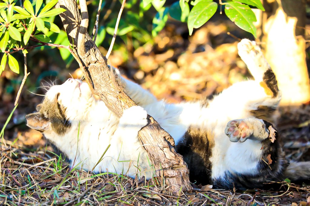 ホント逆上がりできそうだよね！w
この子は見ていて飽きないね

#おさんぽ猫カメラ #さきっちょカメラ #猫 #ねこ #猫写真 #CAT #野良猫写真
#ファインダー越しの私の世界 #キリトリセカイ #猫好きさんと繋がりたい