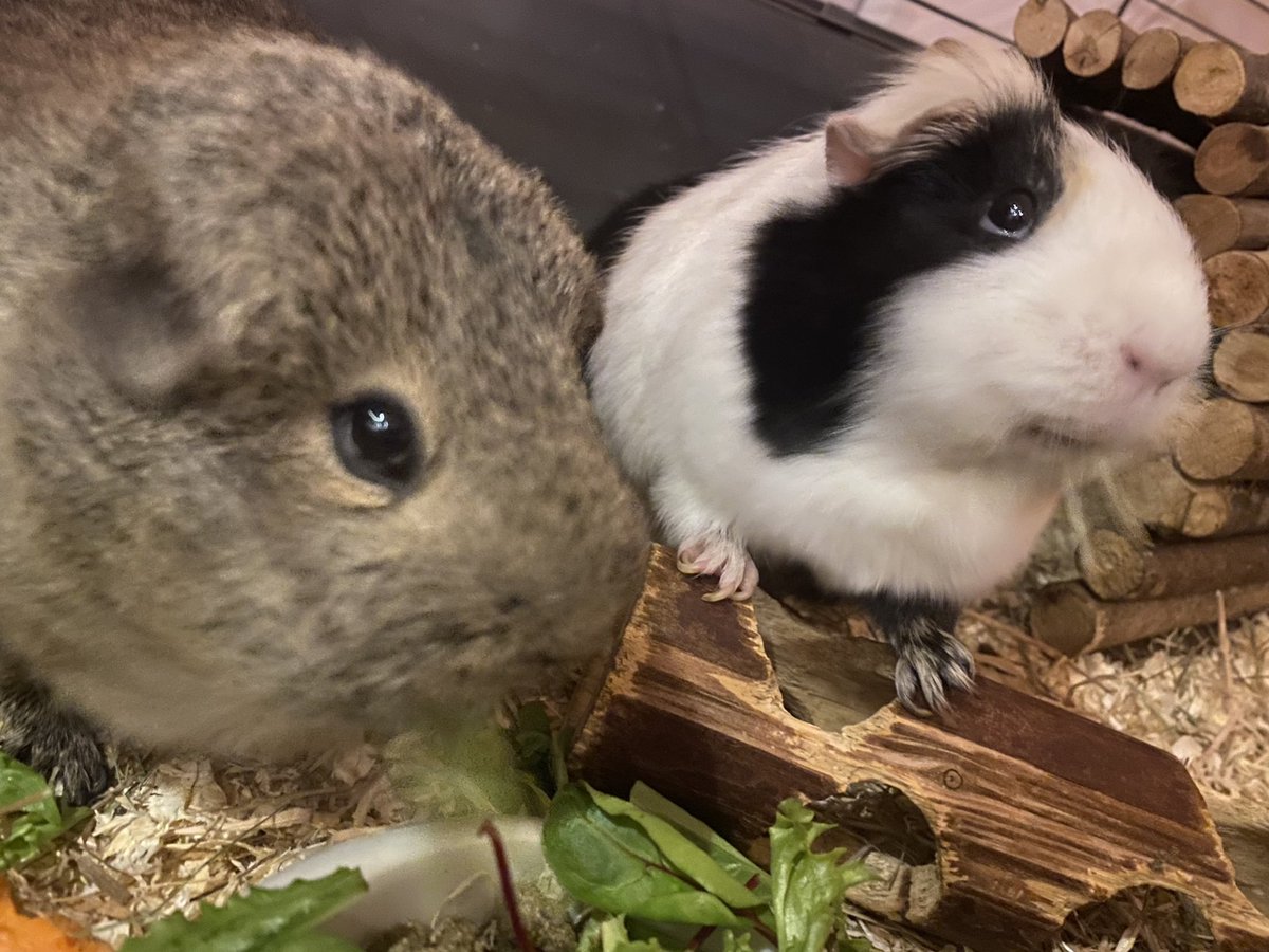 Sunday morning brunch for Willow and Bella ☀️☀️ #guineapigs #SundayMorning #weekend #brunch #cavvies #HealthyEating