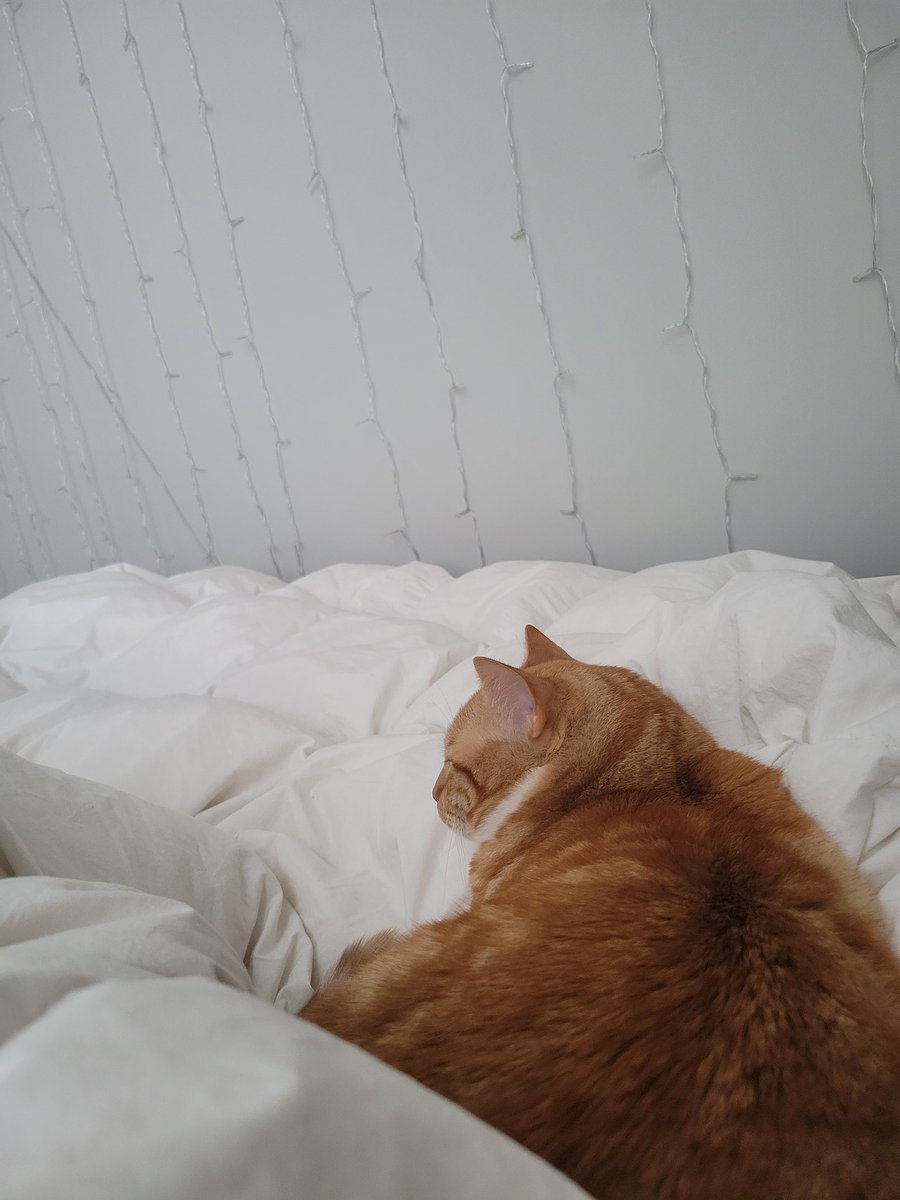 vaneeylee's tweet image. Miku casually sleeping in the middle of my bed while I'm squeezed to the side