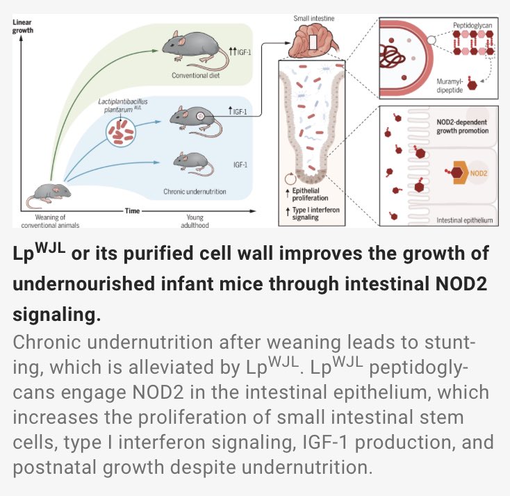Undernutrition still affects over 150 million children. This gut bacteria improved linear growth in undernourished infant mice. 

🦠Lactiplantibacillus plantarum
↑ growth hormone sensitivity 
↑ IGF1

Game-time for pro/postbiotics in renutrition? #AcademicChatter #GITwitter