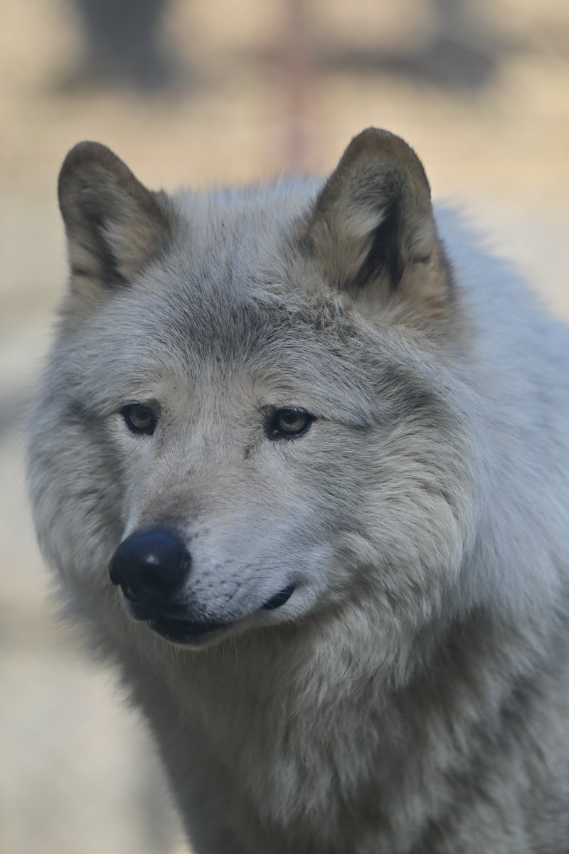 ぐれいうるふ (@ookami_graywolf) / Posts / X