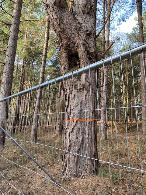 "TASC is shocked &amp; disgusted to discover that EDF will renege on that promise when, on 1st March, EDF begins to destroy wet woodland, a legally protected priority  ‘Biodiversity Action Plan’ habitat, located in Sizewell Marshes SSSI" See
tasizewellc.org.uk/edf-continues-…
#SayNo2SizewellC