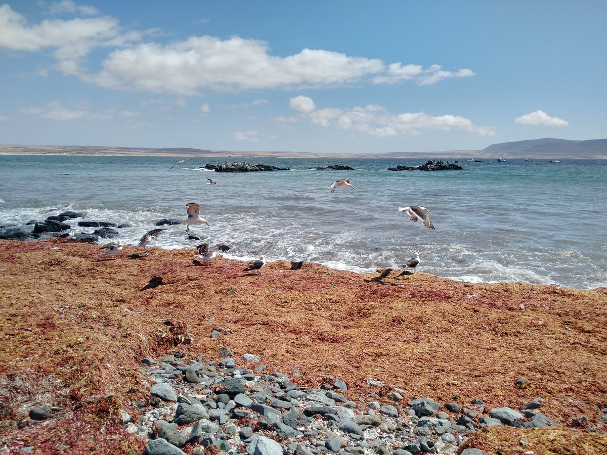 DecimarioCl's tweet photo. Ya se va, se va febrero
como agua entre las manos,
ya se va, se va el verano,
como con viento un sombrero.
Corre, corre como estero
el tiempo y desaparece,
días, semanas y meses
se agarran de la memoria,
lo que queda es nuestra historia
y el resto se desvanece.

#verano #febrero https://t.co/w3sUWDLUDR