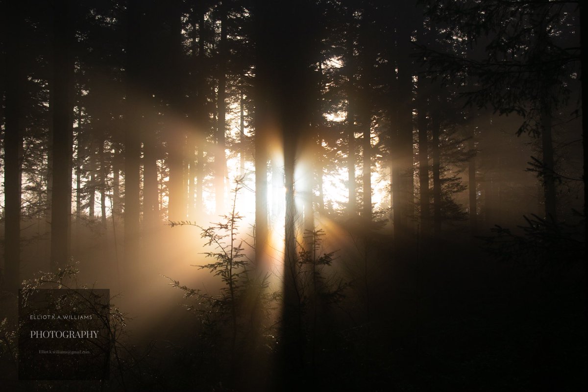 Sunset haze ☀️ 🪵 
:
#nikond3500 #wsshofficial #landspace #landscapephotography #wood #woodland #photography #photooftheday #dslrphotography #dslr #dslrcamera