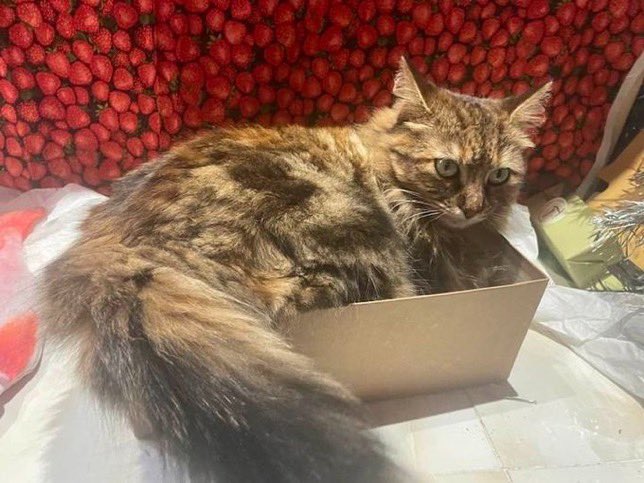 CastroDemariaM's tweet image. Le propriétaire de EPICURA la recherche. C’est une Chatte 1 an et 3 mois Pucée stérilisée vaccinée, Type Européen-Norvégien
Perdue depuis 1 mois, secteur centre du #Cannet #Rocheville @LeCannetVille 

👉🏻06 13 14 72 14 si vous avez des informations ,  merci de votre aide.