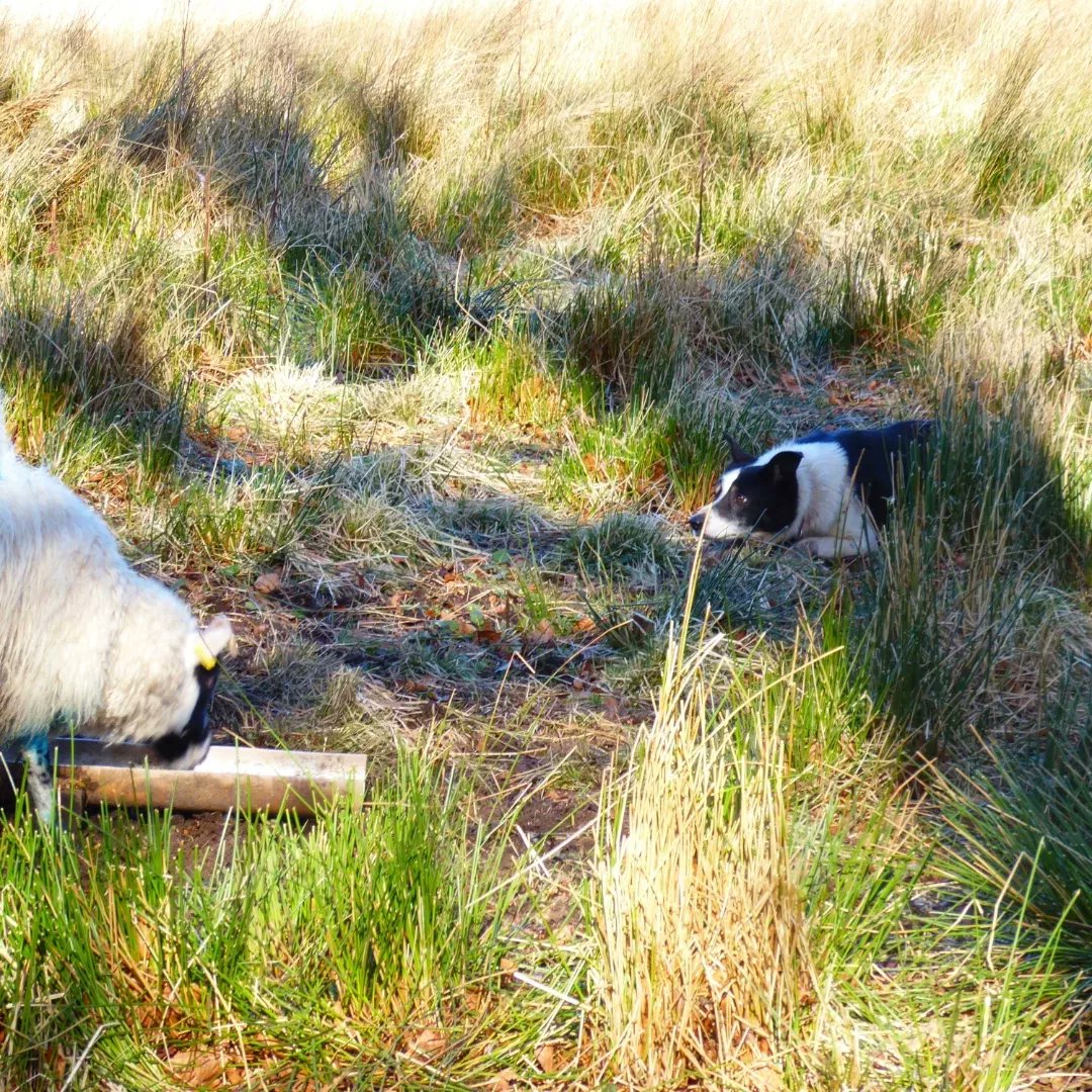 At last it is dry enough to put pour on, on the hoggs. #crofting #scottishblackface #cheviot Brock watching closely #bordrcollie #workingdog #scottishhighlands