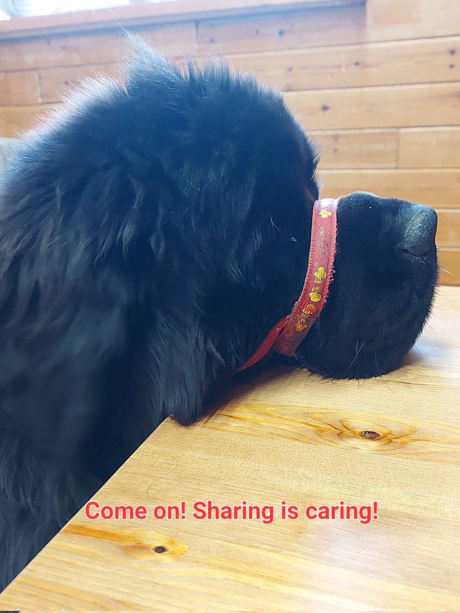 Buffy had a lovely visit to #spikeisland #widnes #boatclubcafe & was a very good girl ..... until The Hubby's sausage butty arrived 😋🤤🤣 #sharingiscaring #dogsoftwitter #DogsofTwittter #sausages #irresistible