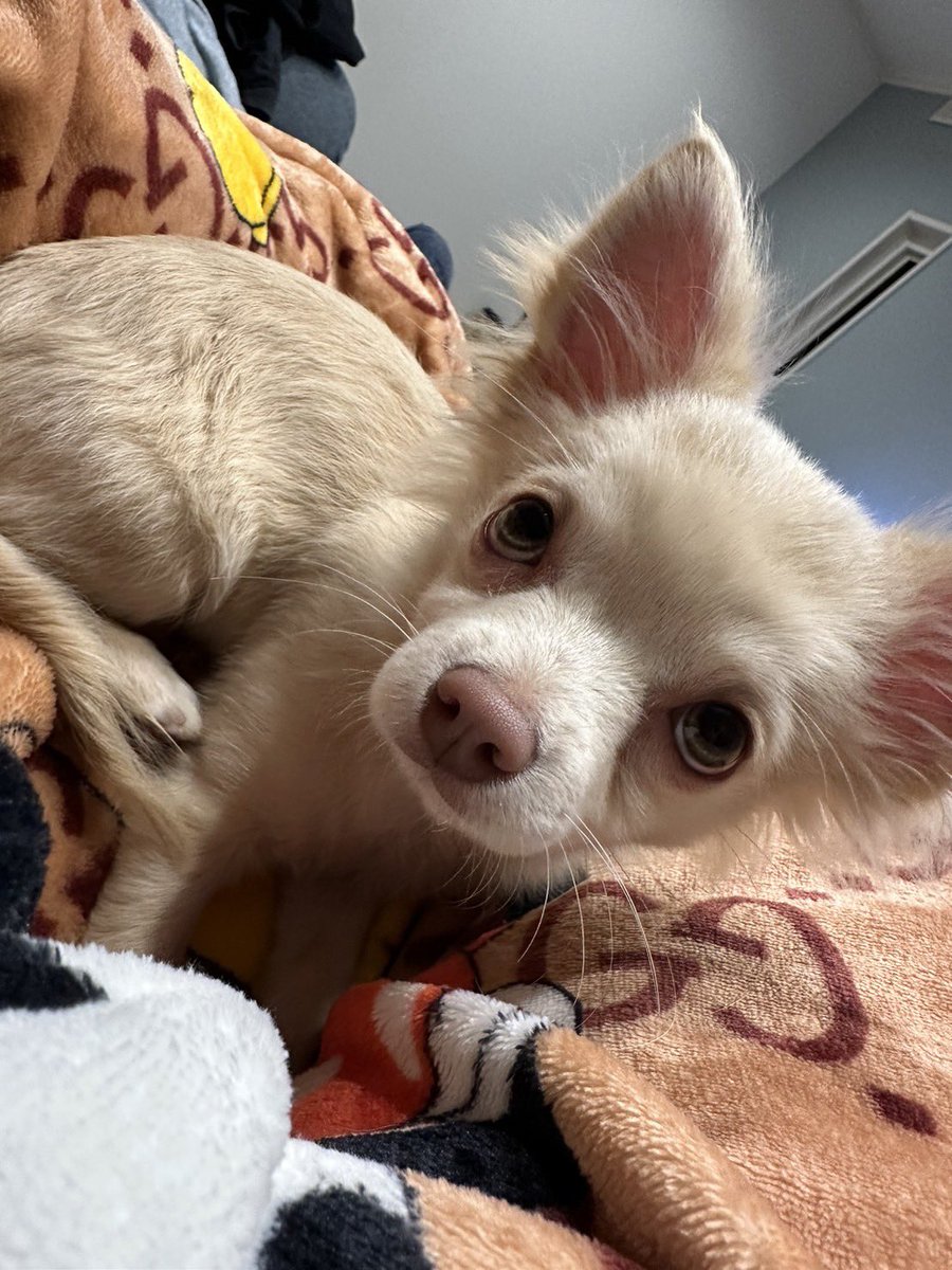 mexx7533's tweet photo. 一目惚れして即決しました🐶🧡🧡 https://t.co/wxHHho8sOq
