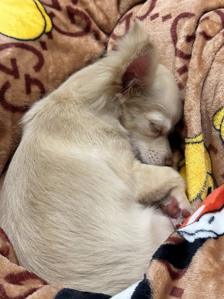mexx7533's tweet photo. 一目惚れして即決しました🐶🧡🧡 https://t.co/wxHHho8sOq