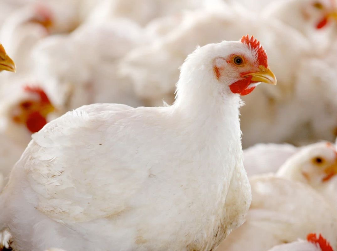SangwaSifa's tweet photo. Happy Sunday, fellow farmers! 

Do you remember when I told you we received one-day-old chicks on our farm? 
It was on January 17th, so our chickens are ready and will be on market this week.
Do you want to buy one? 

Make your order in my DM right now; I can't wait to serve you. https://t.co/Ev6AMUAiBo