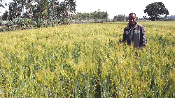 Adaptable agriculture. When Russia's war on Ukraine cut off Ukrainian wheat exports, Ethiopia boosted wheat production 70% and is now Africa's 3rd biggest wheat producer, after Morocco and Algeria. 2023 harvest of 160million kilos will see Ethiopia exporting wheat for first time.