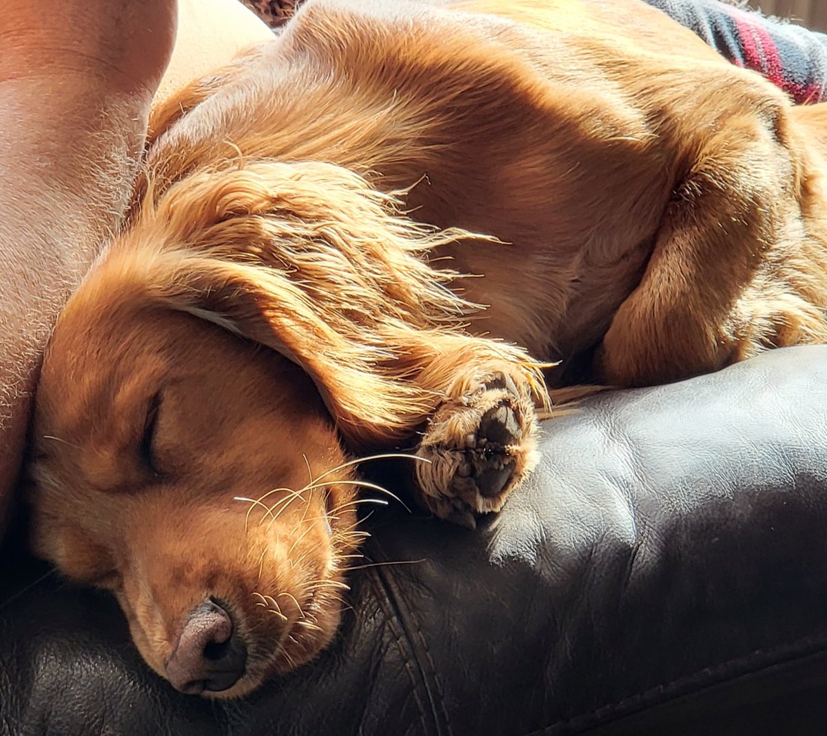 SpringerSaint's tweet photo. Snoozing dogs while I'm making keyrings and watching the rugby #MultiTasking #Redvee #WorldChampions
COME ON YOU @Saints1890 https://t.co/CoGVRptRyv