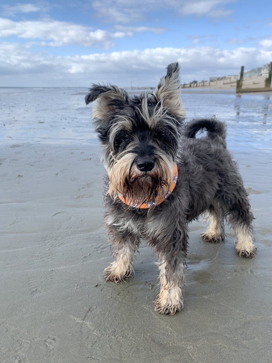 Lovely weekend so far... coffee and the papers with mum and dad at The Kennels yesterday and a lovely walk on East Wittering beach today... it's a dog's life! 😎🐾

#SchnauzerGang  #schnauzerlove #schnauzerfest #schnauzerfestuk #dogsoftwitter  #dogoftheday