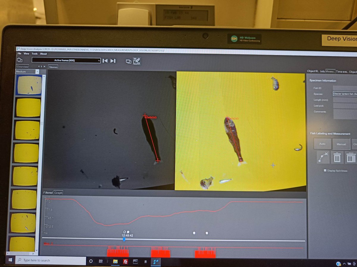 Rcontrolnfr's tweet photo. In-trawl image from #DeepVision. These images can be inspected to length measure different species. In this picture Glacier #lanternfish, mueller's #pearlside and #krill! ππ¦ AI may automate counts and species identification of such images! (πΈKristian Fjeld, SINTEF Ocean) https://t.co/zgfKGcNSDY