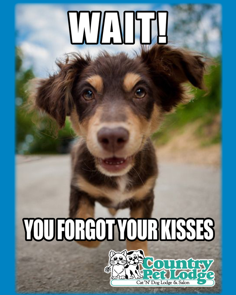 Wait! You forgot your kisses! 😘🐶🐾😍 #kisses #iloveyou #puppykisses #puppylove #sundayvibes #sundayfunday #pawsitivevibesonly #pawsitivevibes #pawsitive #sunday #cutedogmemes #doglovers #doglover #petlovers 

#countrypetlodge #countrypetlodgeandsalon #… instagr.am/p/CpIHgE-Pp_D/