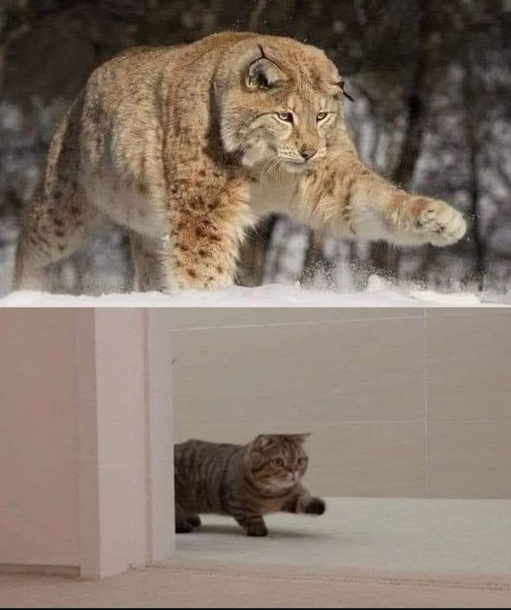CatCafeSanDiego's tweet image. We love these reminders of how the cats that live in our homes are just smaller versions of their bigger cousins.
