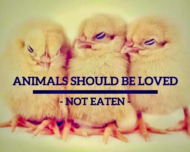 JohnOberg's tweet photo. RT if you agree that animals should be loved, not eaten. 🧡 https://t.co/MRa18K4ZhG