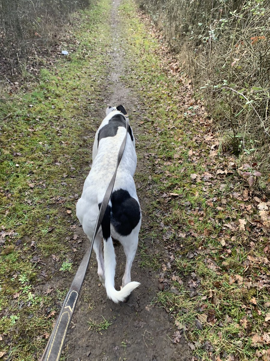 PurpleKelly8's tweet photo. Sundays 🐶🐶⭐️⭐️ #Arkady #ShrewdCall https://t.co/8mBONmOfD7