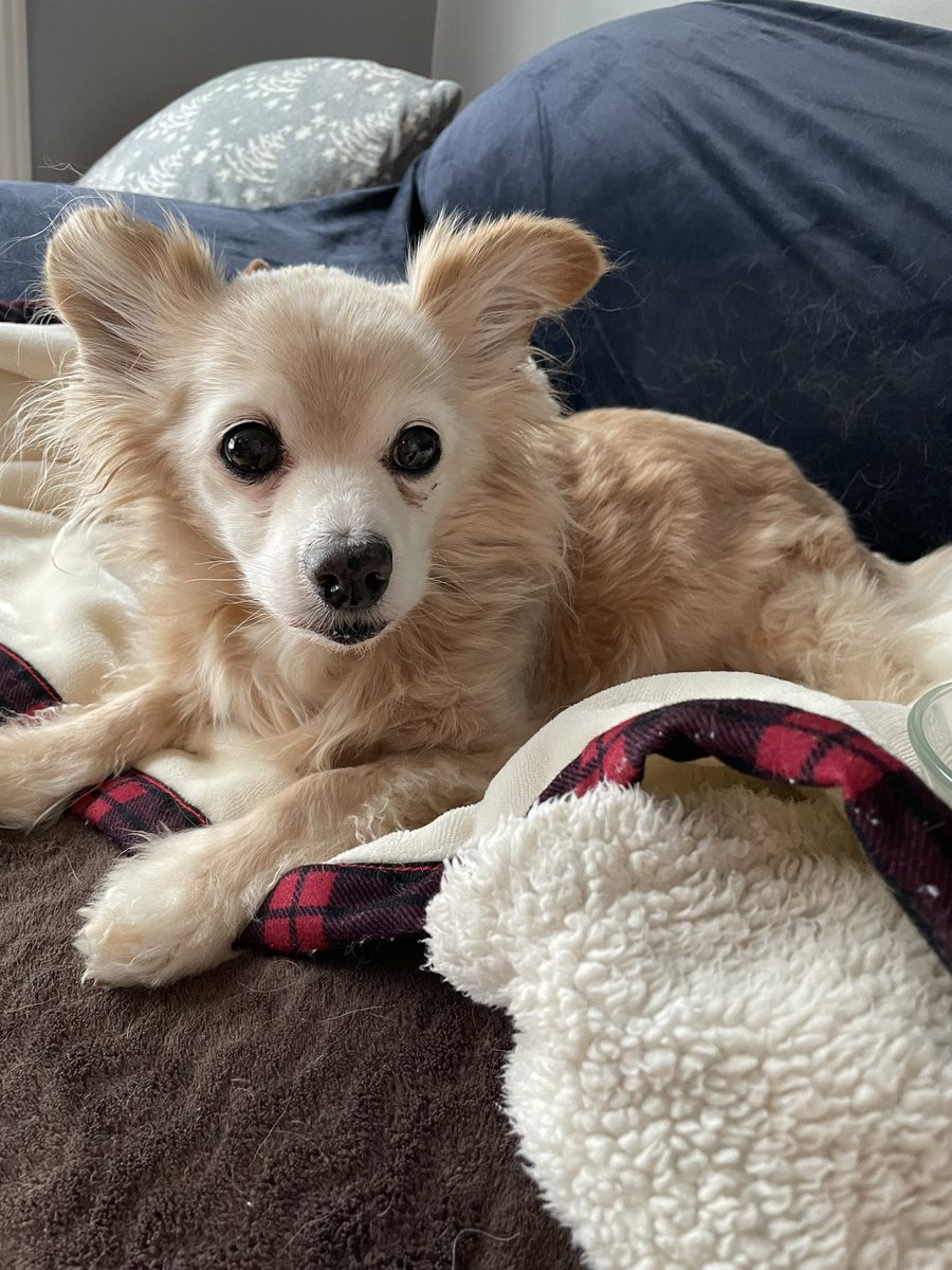 Good morning frens! It’s sunny and warming up a bit today. We have been out for potties and had breakfast, and now we are going to spend the day with Momma! Yesterday we took Finnegan to meet Molly and Auggie and had so much fun! Have a great day frens 🐶🐶