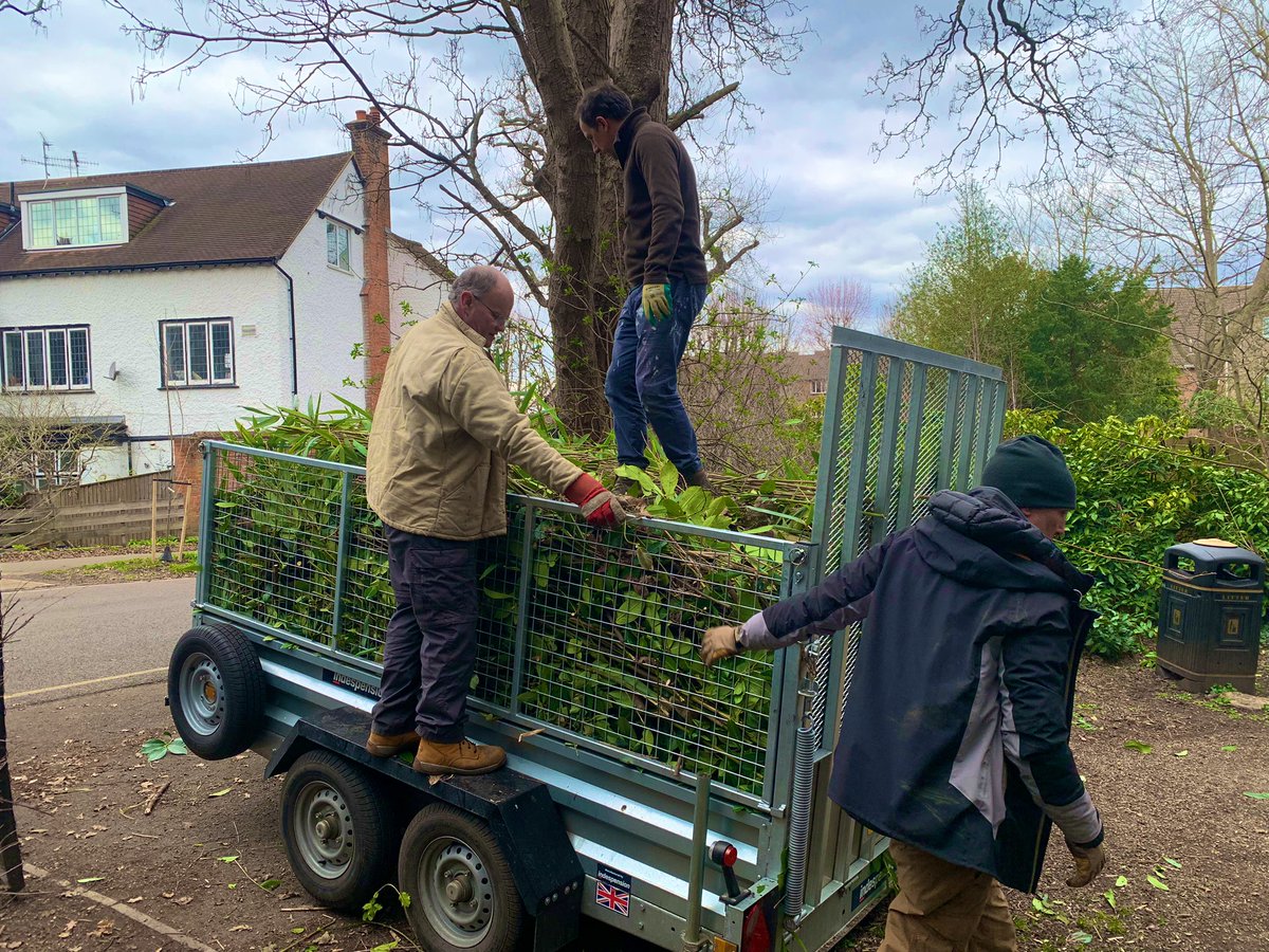 Great morning at the Wood in Surbiton with <a href="/Surb_WL/">SURBITON WILDLIFE</a>. We were tackling invasive bamboo &amp; cherry laurel, picking litter and planting hawthorn whips to enhance the understory. <a href="/RBKingston/">Kingston Council</a> <a href="/GlendaleRBK/">Glendale Services Kingston</a>