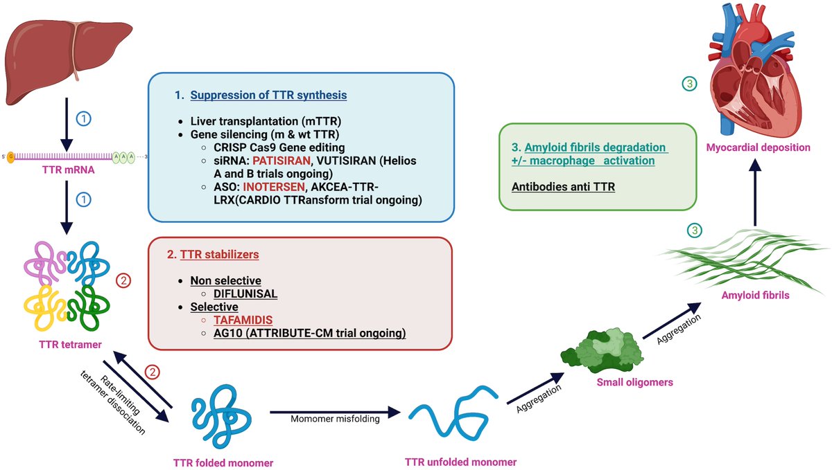 #HFpEF における非典型的な原因として必ず考慮し、できる限り除外すべきトランスサイレチン型(ATTR)心アミロイドーシス

TTR合成から心筋浸潤までの過程とともに考える #Tafamidis  だけではないこの心アミロイドーシスへの治療の現在と未来

現在も色々臨床試験が進行中、益々 #早期診断 が重要に！
