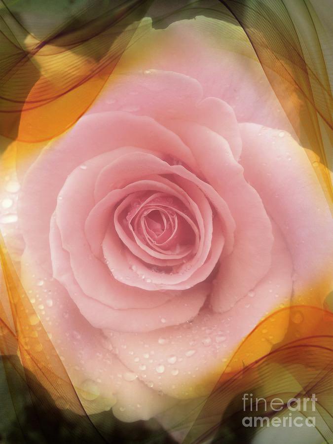SusanGarren's tweet photo. @VisualsbySauter 🌷Let's go into the #garden And we'll #listen to the #flowers #sing #SarahS 1888🌷#Photography #NaturesArt https://t.co/ESFdWcs6tx