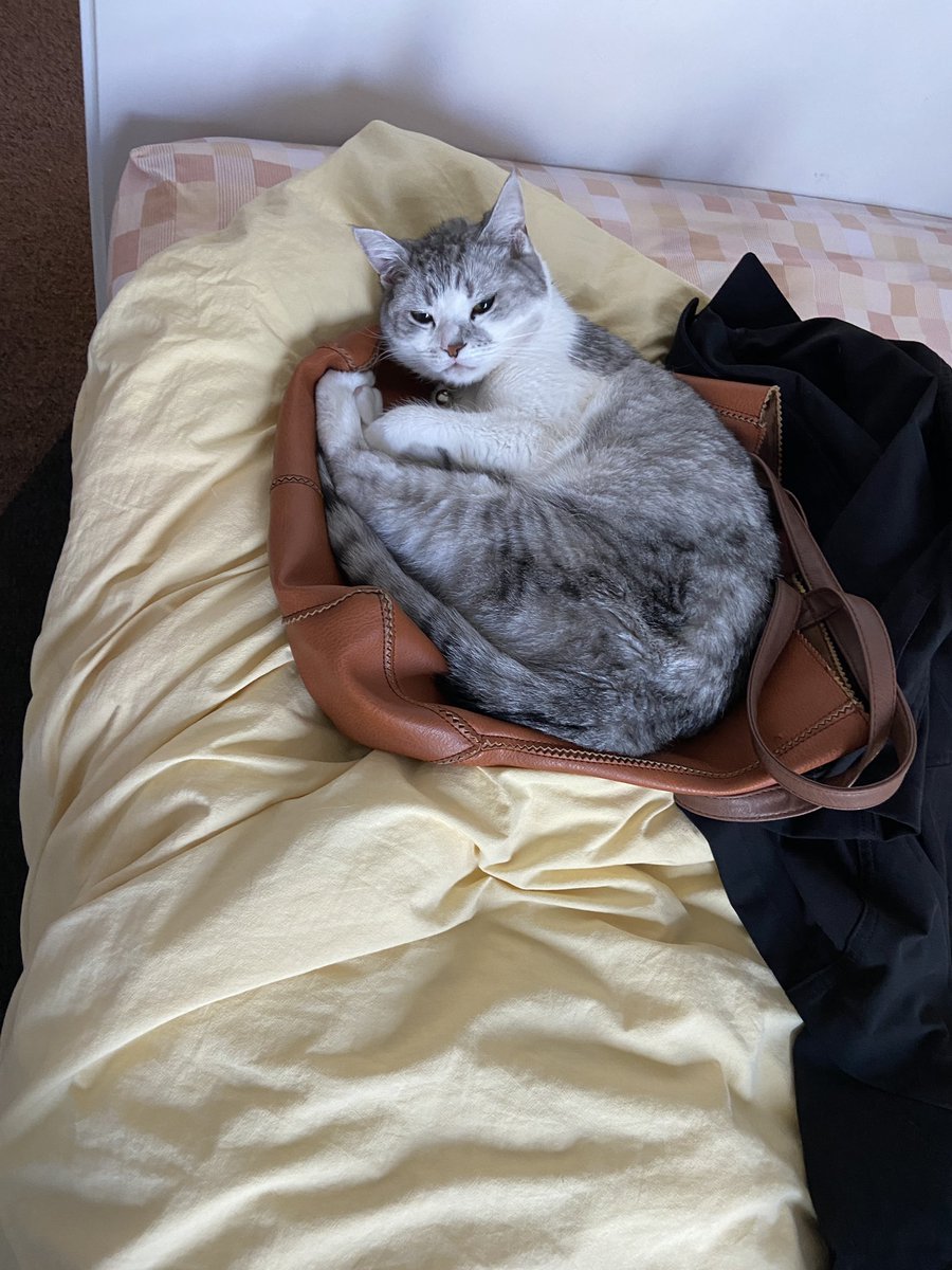 _ItsEbie's tweet photo. This is his spot now, his bag https://t.co/cdIoi6P7pL