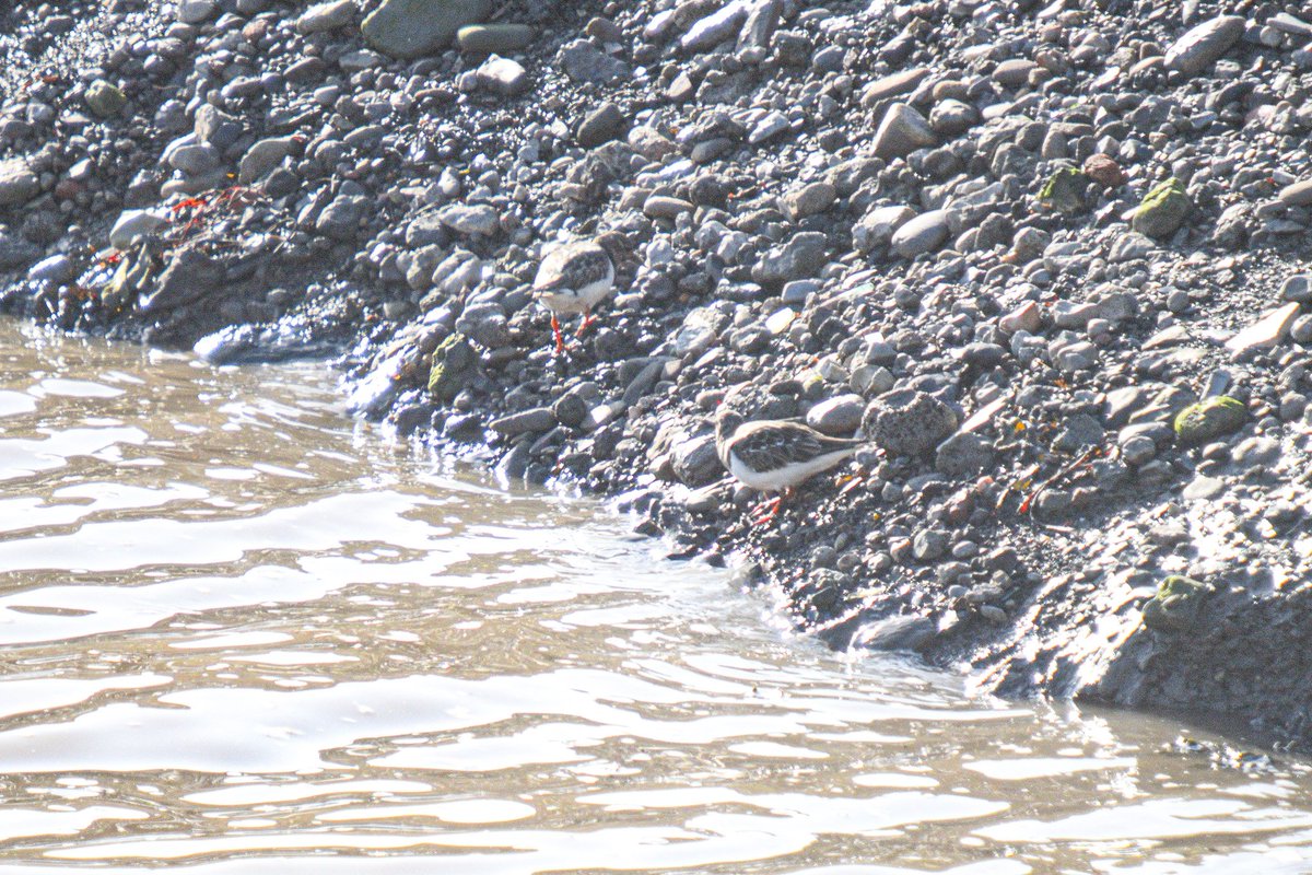 LynneWinThomas's tweet photo. New species spots for me this week #WildCardiffHour! Pintails and Plover (I think) at #SplottBeach on Sunday https://t.co/s8Fi6jtpHU