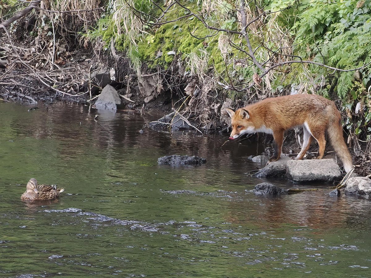 SavetheHellfire's tweet image. Wonderful capture on the Dodder by Tom Clements!  Notice the tongue anticipation! Duck quite sensibly keeping her distance… #photograghy #wildlife #PhotoOfTheWeek