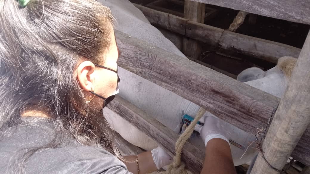 InsaiVeOficial's tweet image. #JuntosPorLaPatria 
#26Febrero 
Culminamos con éxito Curso de Acreditación de Tuberculosis Bovina, en sinergia con Colegio de Médic@s Veterinari@s de Guárico, en INSAI, educamos para la Buena Salud Animal. 
@NicolasMaduro 
@MinAgriculturaV 
@wcastroPSUV 
@Tibisaylcastro