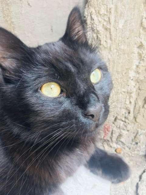 En adopción: Mora - adoptame.com.mx/adopcion/masco…