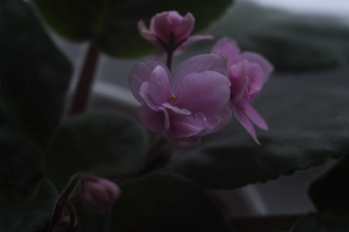 new collection on Objkt 🪻🪻🪻
🌼 flower photo 📸 
1/1 3.5 #tezos

#s0meone_u_know #Risovaka_X

objkt.com/collection/KT1…