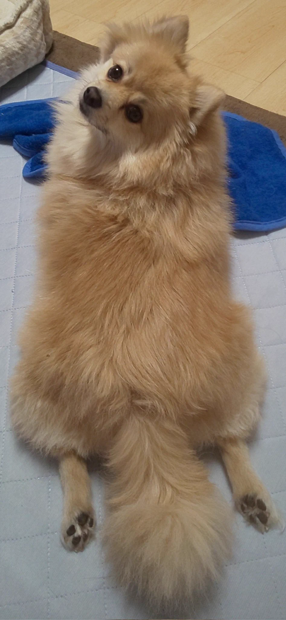 画像の子達...うちのポメとサイズが......  