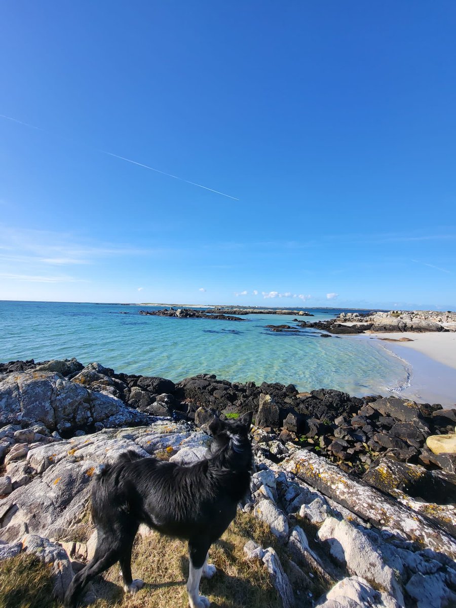 MaireTNiM's tweet image. Siúlóid na maidine….comrádaí nua a’coinneáil cois liom !
#Carna #Conamara ⁦@wildatlanticway⁩ ⁦@AimsirTG4⁩
